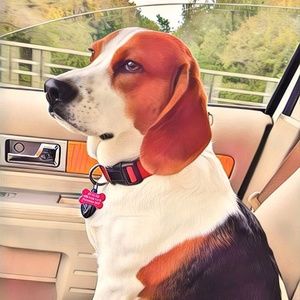 Meet your Posher, Brandon